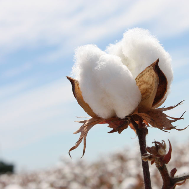 We ❤ Pima Cotton